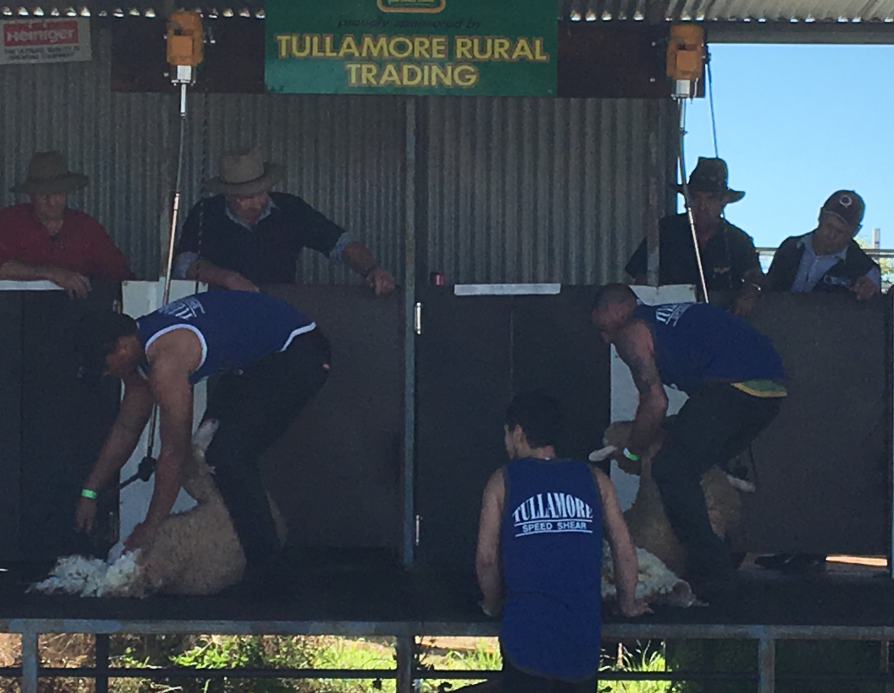 Tullamore Show - speed shearing