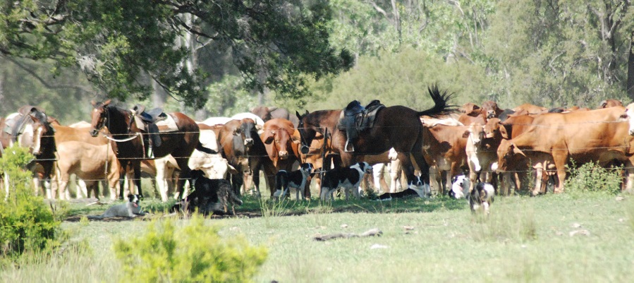 Image of Rural Setting with Cows and Horses