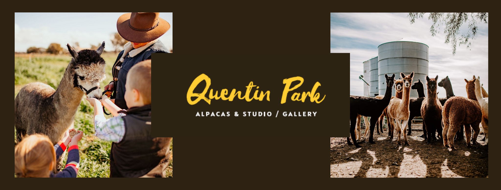 Quentin Park Alpacas