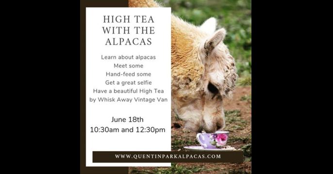 High Tea with the Alpacas