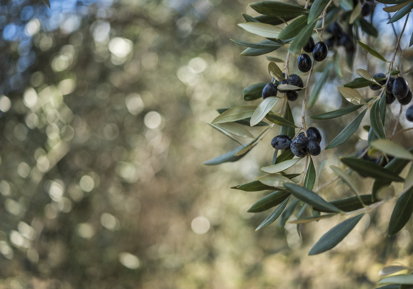 Olive Farm Web Res (31)